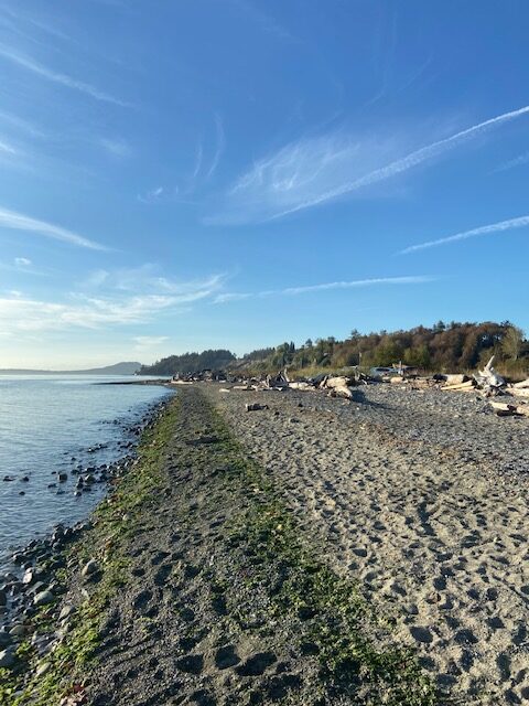 Ocean and beach view, with scattered drift wood. 